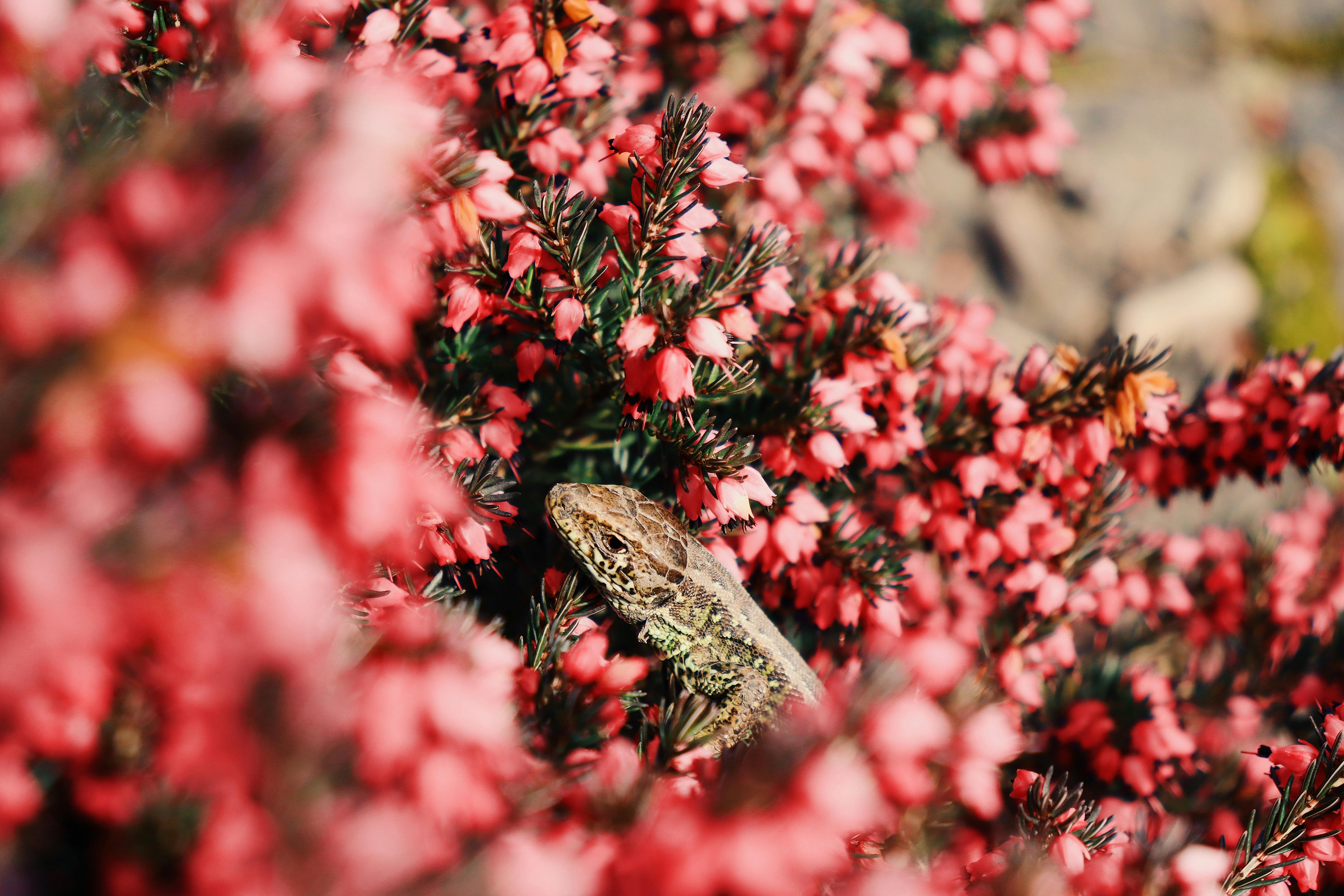Close-up of a lizard nestled in vibrant pink heather flowers outdoors.