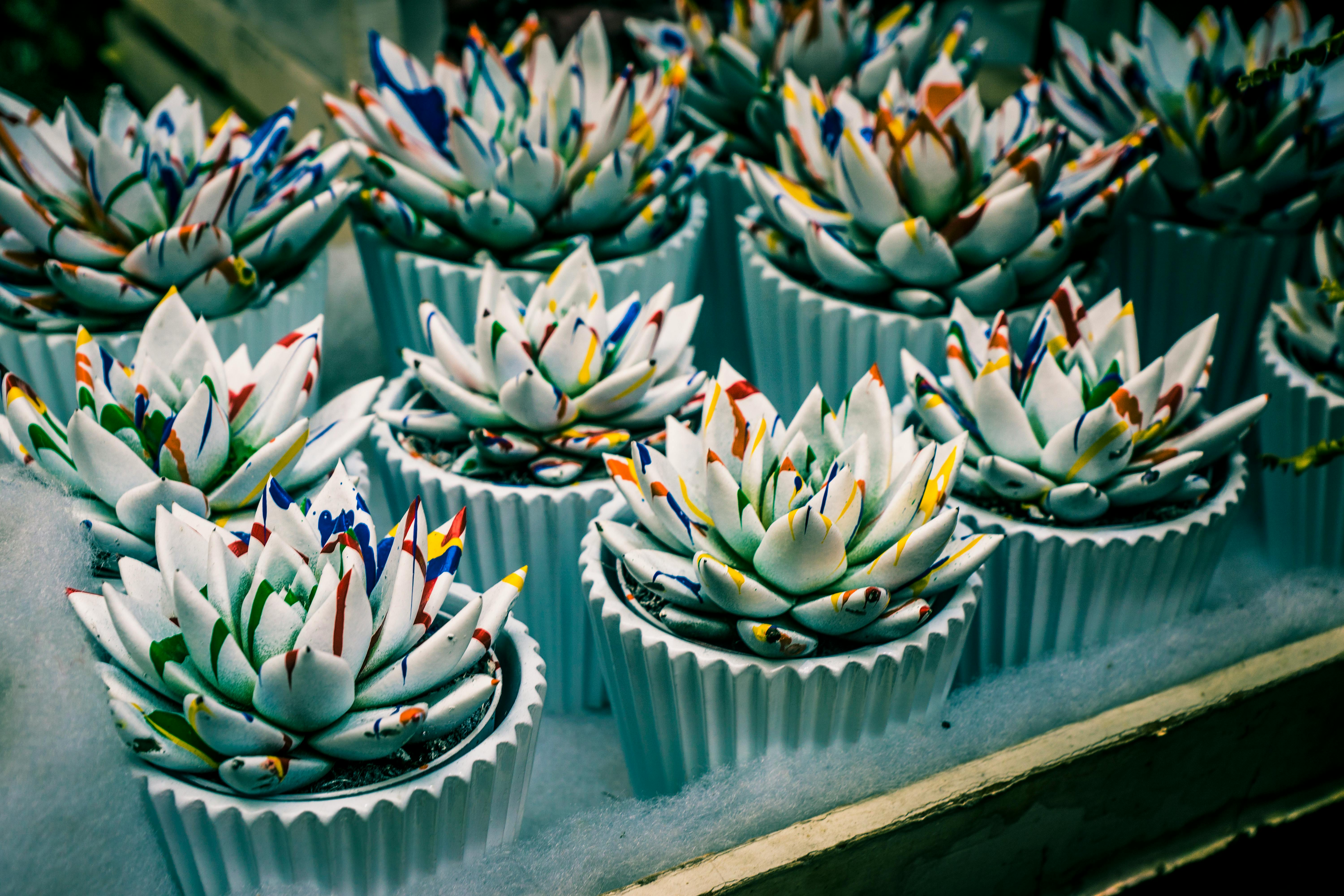 白色花盆中艺术地展示着充满活力的多肉植物，是家居装饰的理想灵感选择