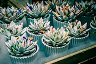 白色花盆中艺术地展示着充满活力的多肉植物，是家居装饰的理想灵感选择