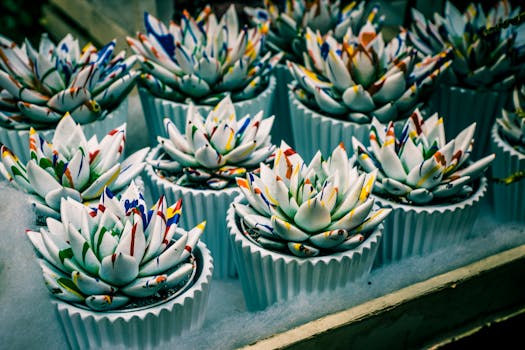 白色花盆中艺术地展示着充满活力的多肉植物，是家居装饰的理想灵感选择