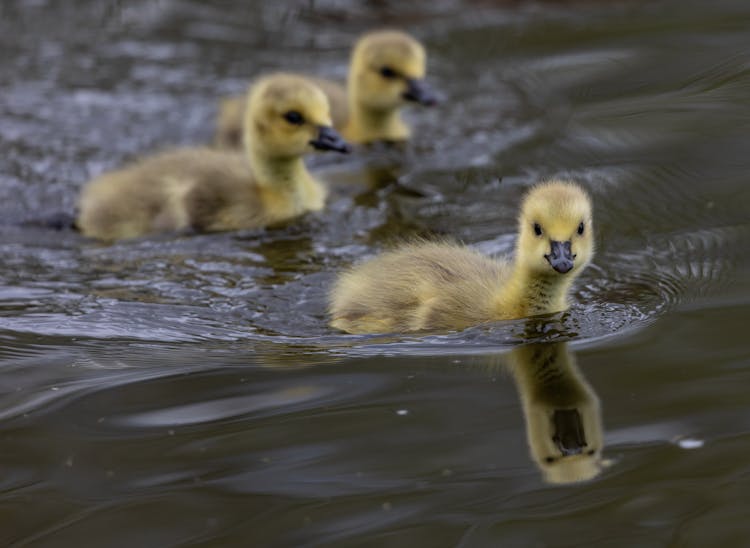 Yellow Ducklings On Water