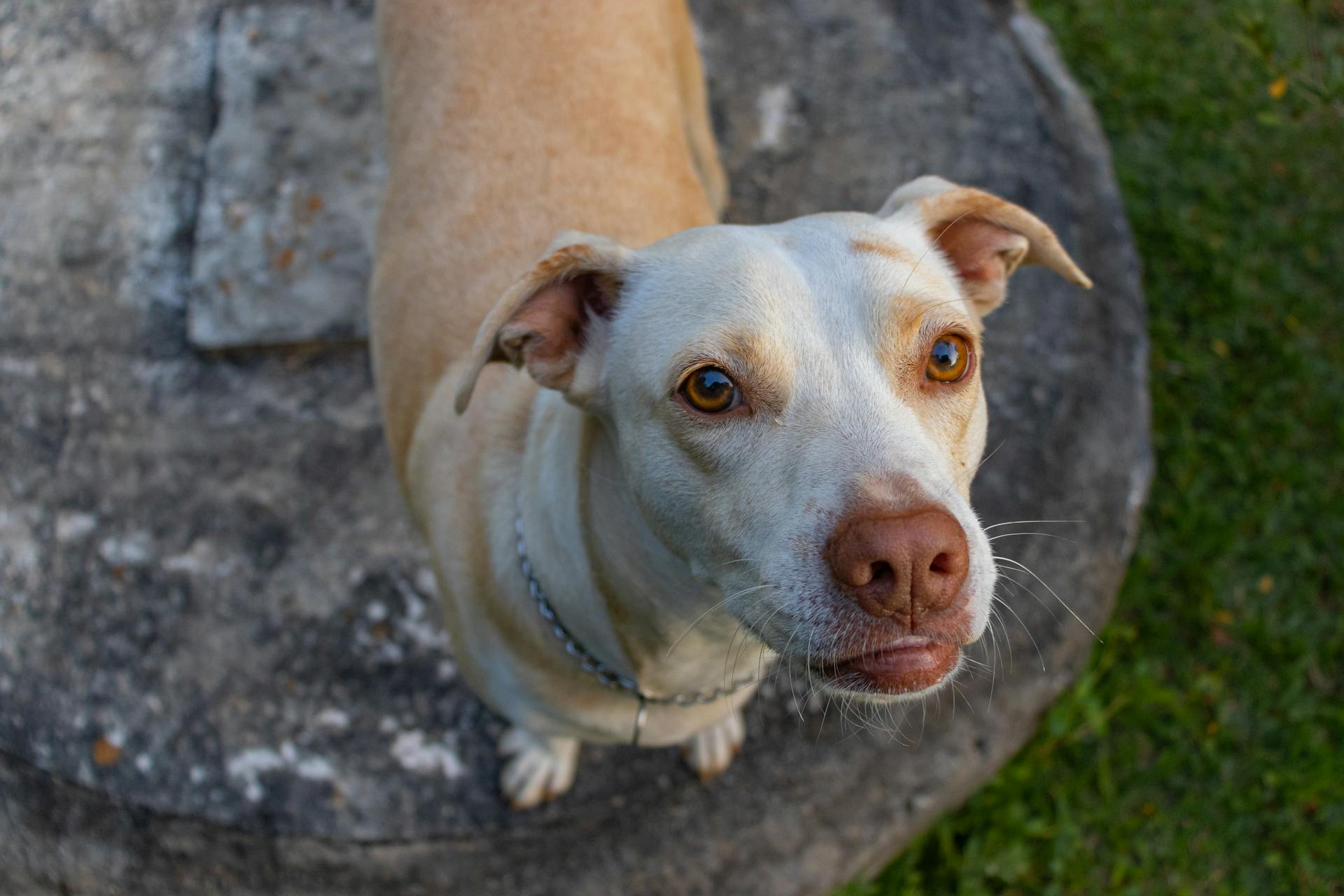 Brown and White Short Coated Dog