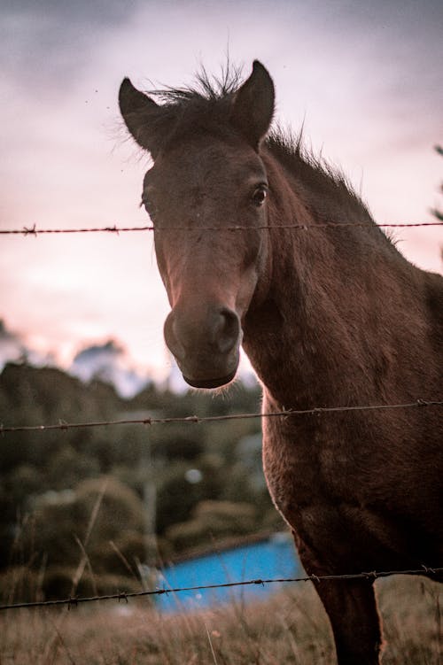 Foto profissional grátis de animal, cavalo, fechar-se