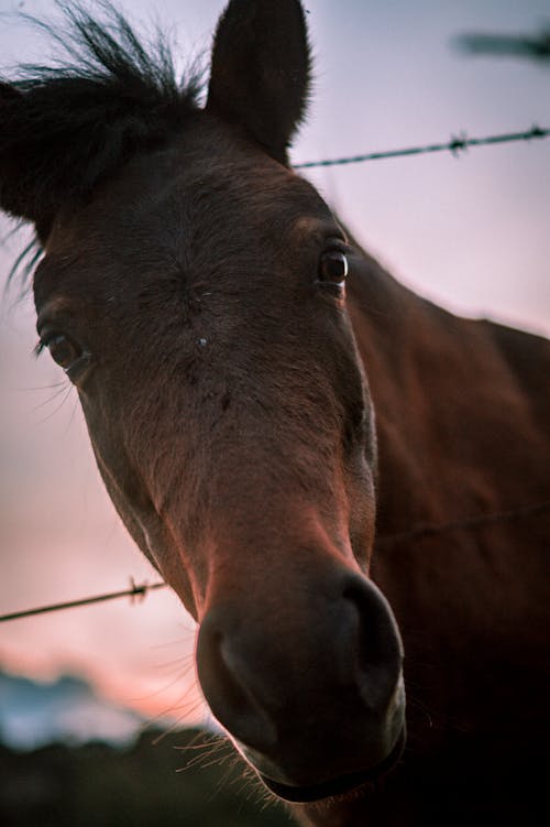 Foto profissional grátis de animal, cavalo, close-up