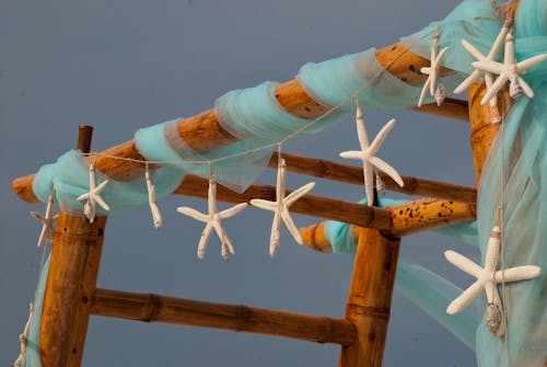 Free Starfish Hanging Stock Photo