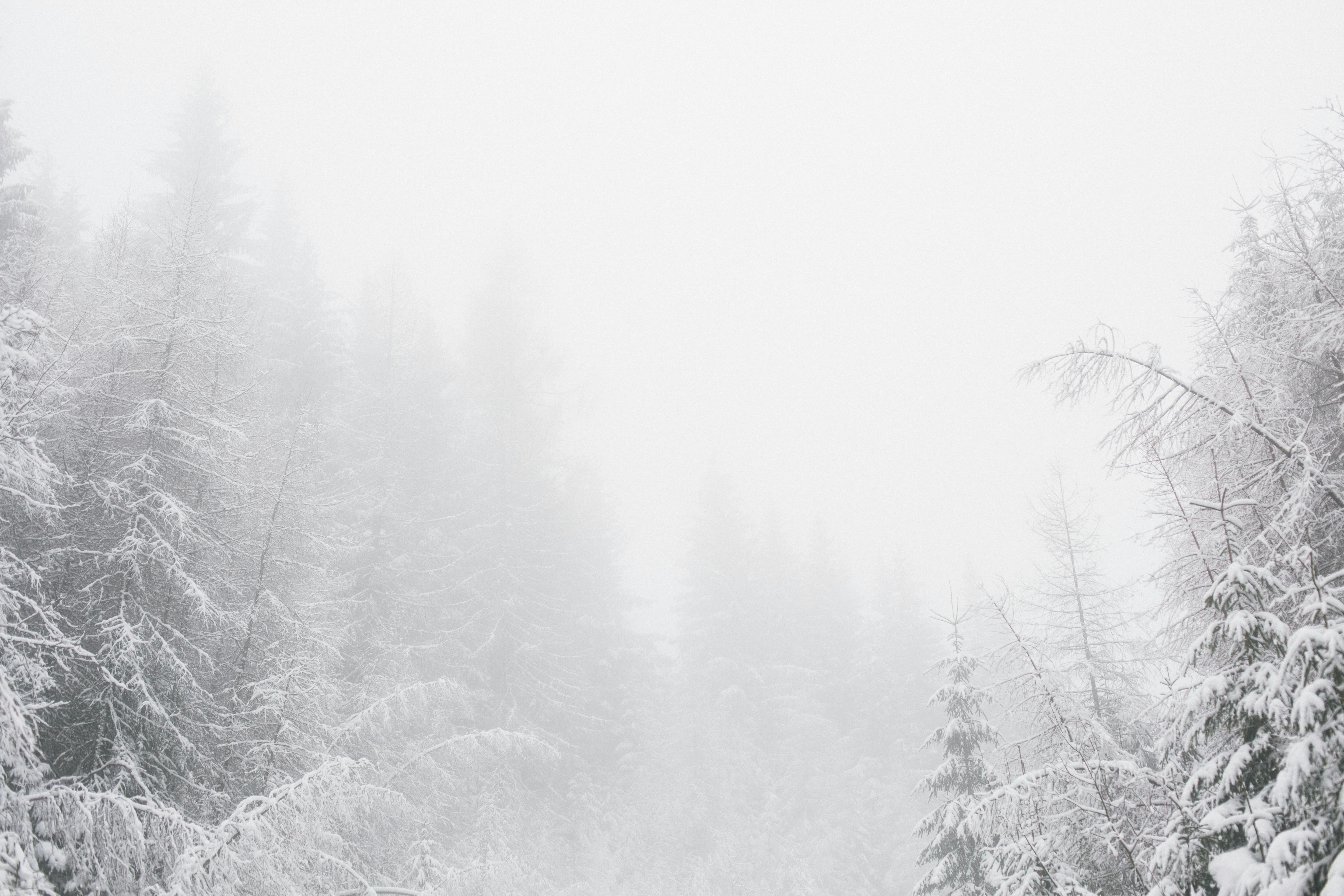Snowy Photos, Download The BEST Free Snowy Stock Photos & HD Images