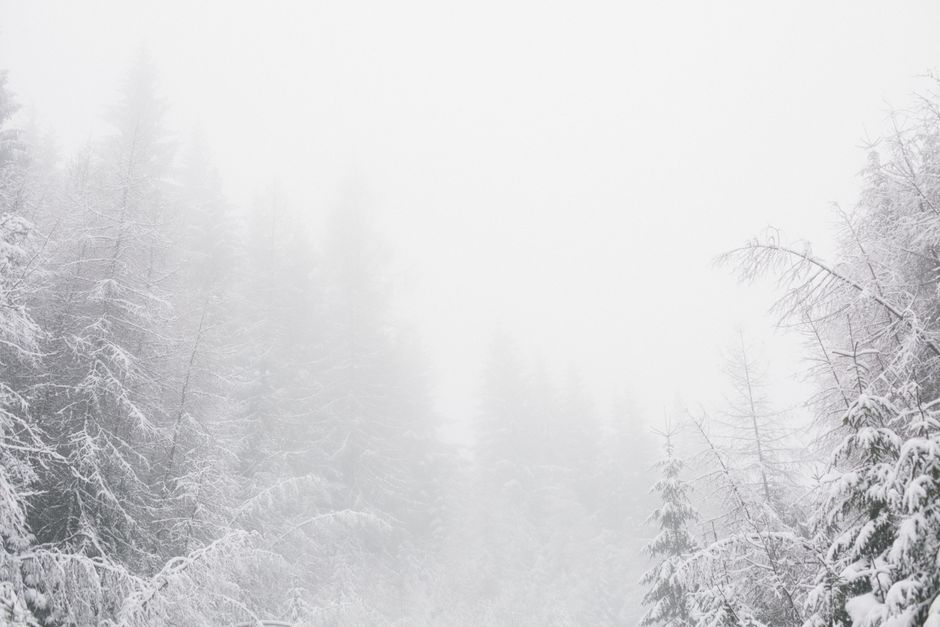 A tranquil winter forest covered in snow and enveloped by fog, creating a serene atmosphere.
