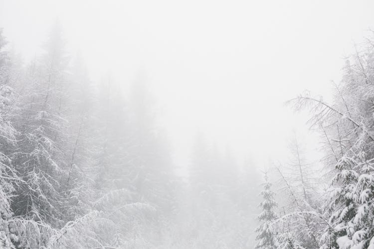 White Snowy Environment With Pine Trees