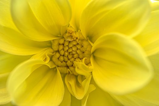 Macro shot of a bright yellow flower showcasing its intricate petals and center.