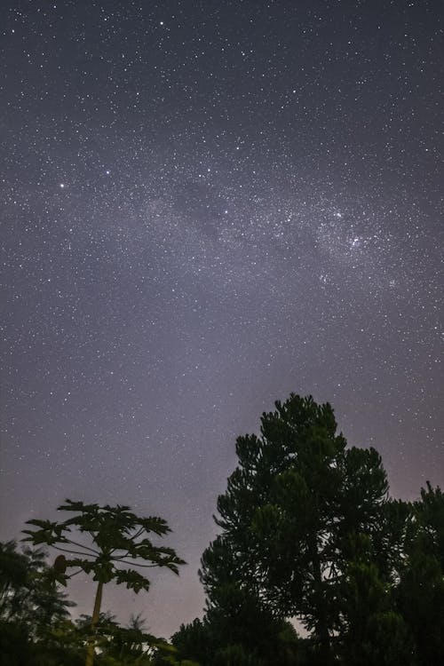 나무, 밤하늘, 별의 무료 스톡 사진