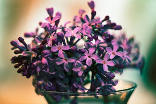 A Close-Up Shot of Lilac Flowers