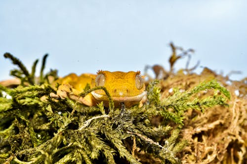 A Close-Up Shot of a Crested Gecko