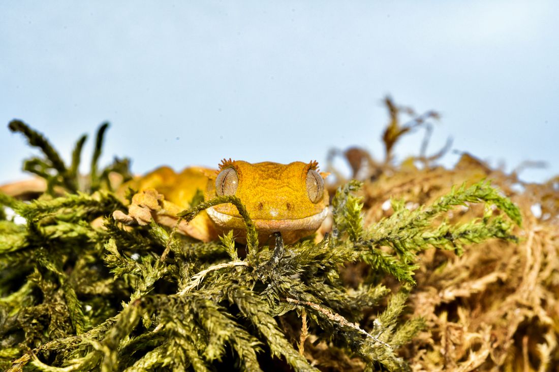 Doğal yüzey üzerinde crested gecko yakın plan