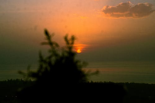 Silhouette of a Plant during Sunset