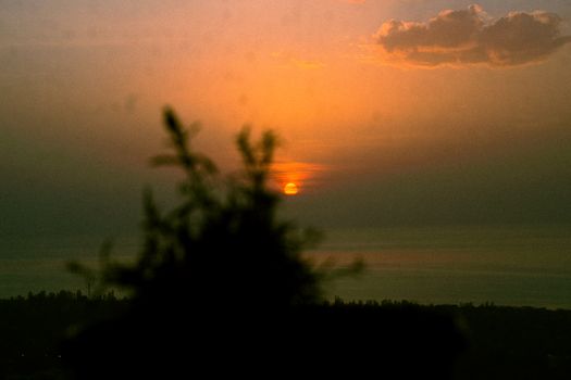 Silhouette of plant against a vibrant sunset over the horizon.