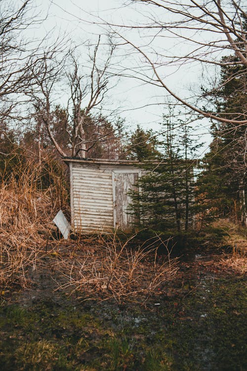 An Abandoned Cabin in the Woods