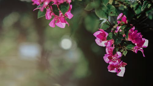 Fotografia Di Messa A Fuoco Selettiva Di Fiori Di Bouganville Rosa