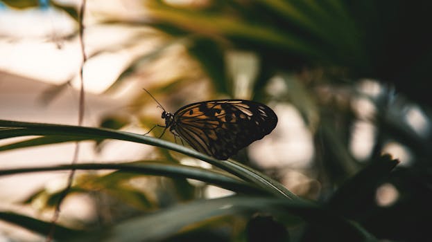 A close-up shot of a butterfly perched on a leaf with soft natural lighting, showcasing its intricate wings.