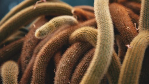 A Close-Up Shot of Cactuses
