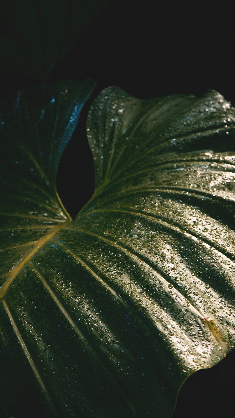 A Close-Up Shot Of A Taro Leaf 