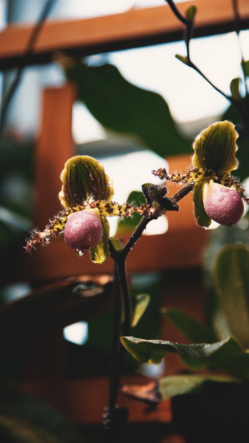 花の無料の写真素材