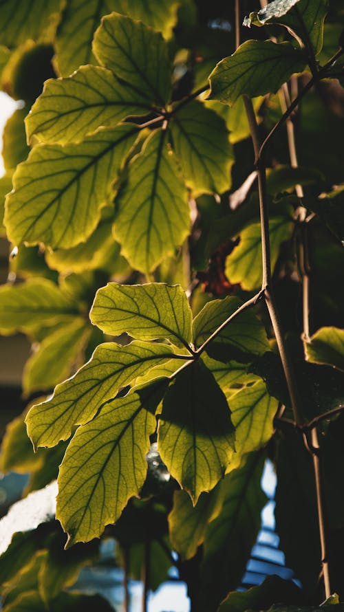 A Close-Up Shot of Chestnut Vine Leaves