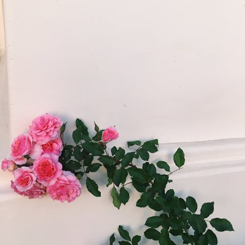 Bunch Of Pink Roses on A Stem With Green Leaves