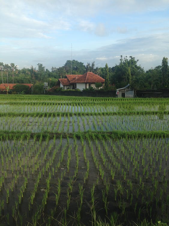 Rice Fields In A Small Town