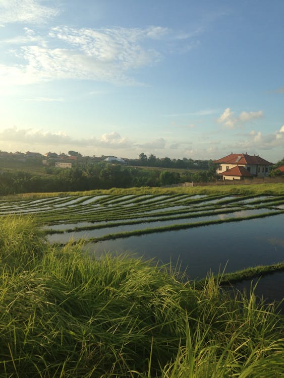 Foto profissional grátis de agricultura, águas, ao ar livre