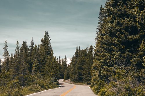 Free A winding road through coniferous trees in a tranquil Colorado forest, perfect for travel and nature photography. Stock Photo