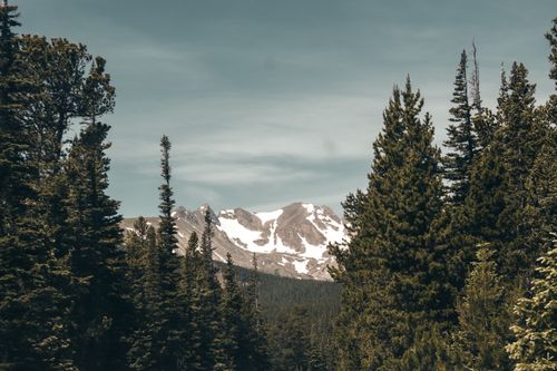 Free Majestic snow-capped mountains framed by lush evergreen conifers under a serene sky. Stock Photo