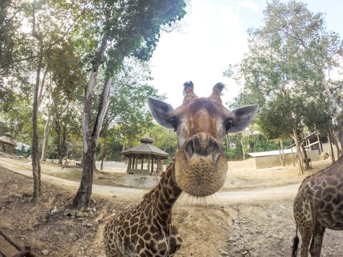Foto d'estoc gratuïta de animal, coll llarg, girafa