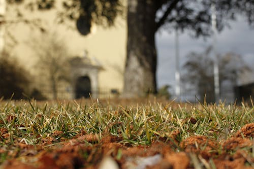 Wormen Eye View Van Gras