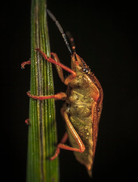 Free stock photo of bug, insect, macro