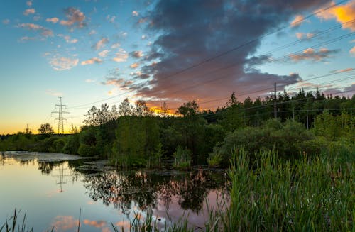 Árboles Junto Al Río