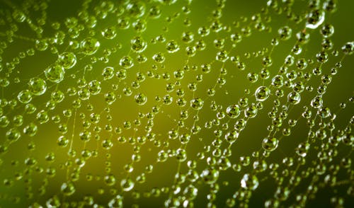 Close-up Photography Of Spiderweb With Water Dew