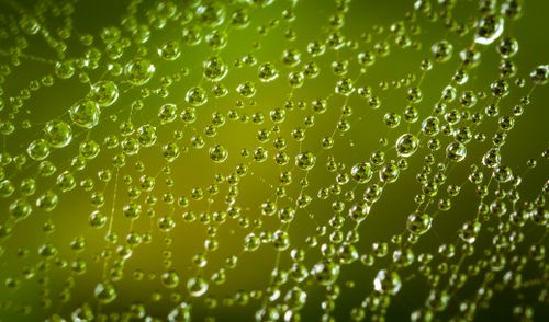 Free Detailed close-up of a dew-laden spiderweb against a vibrant green backdrop highlighting water droplets. Stock Photo