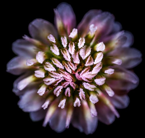 Close-up Shot Of Pink Flower