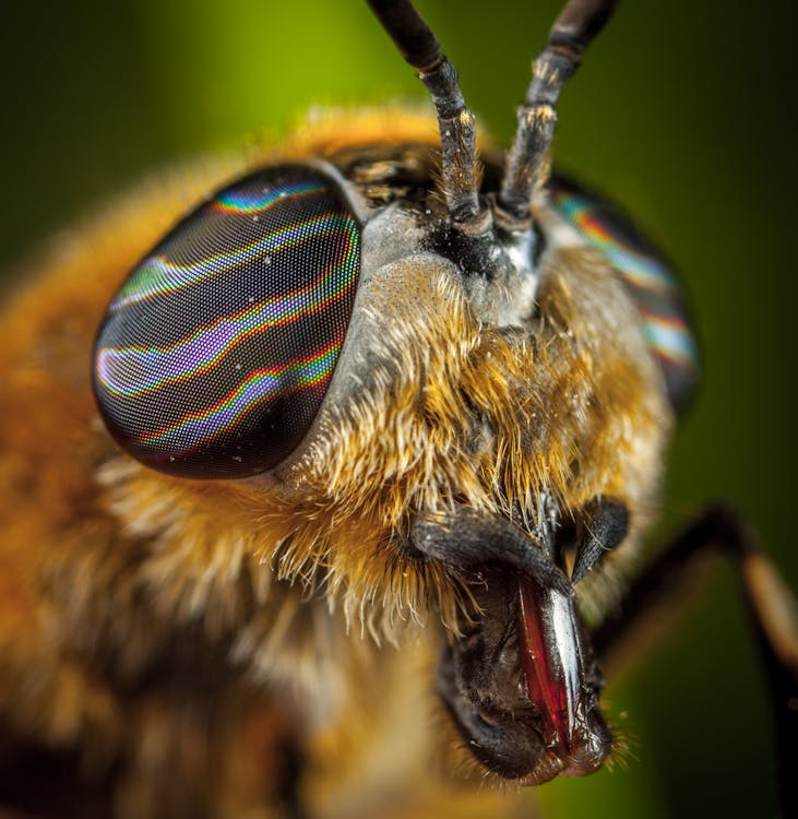 Close-Up Photo Of Insect · Free Stock Photo