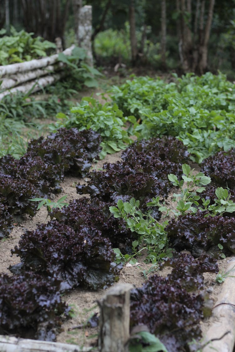 Purple And Green Leafy Plants On Brown Ground