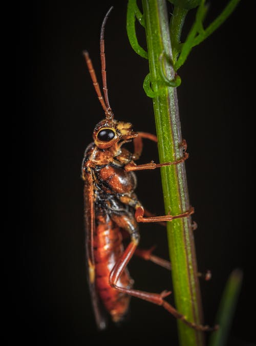 無料 植物の茶色の昆虫 写真素材