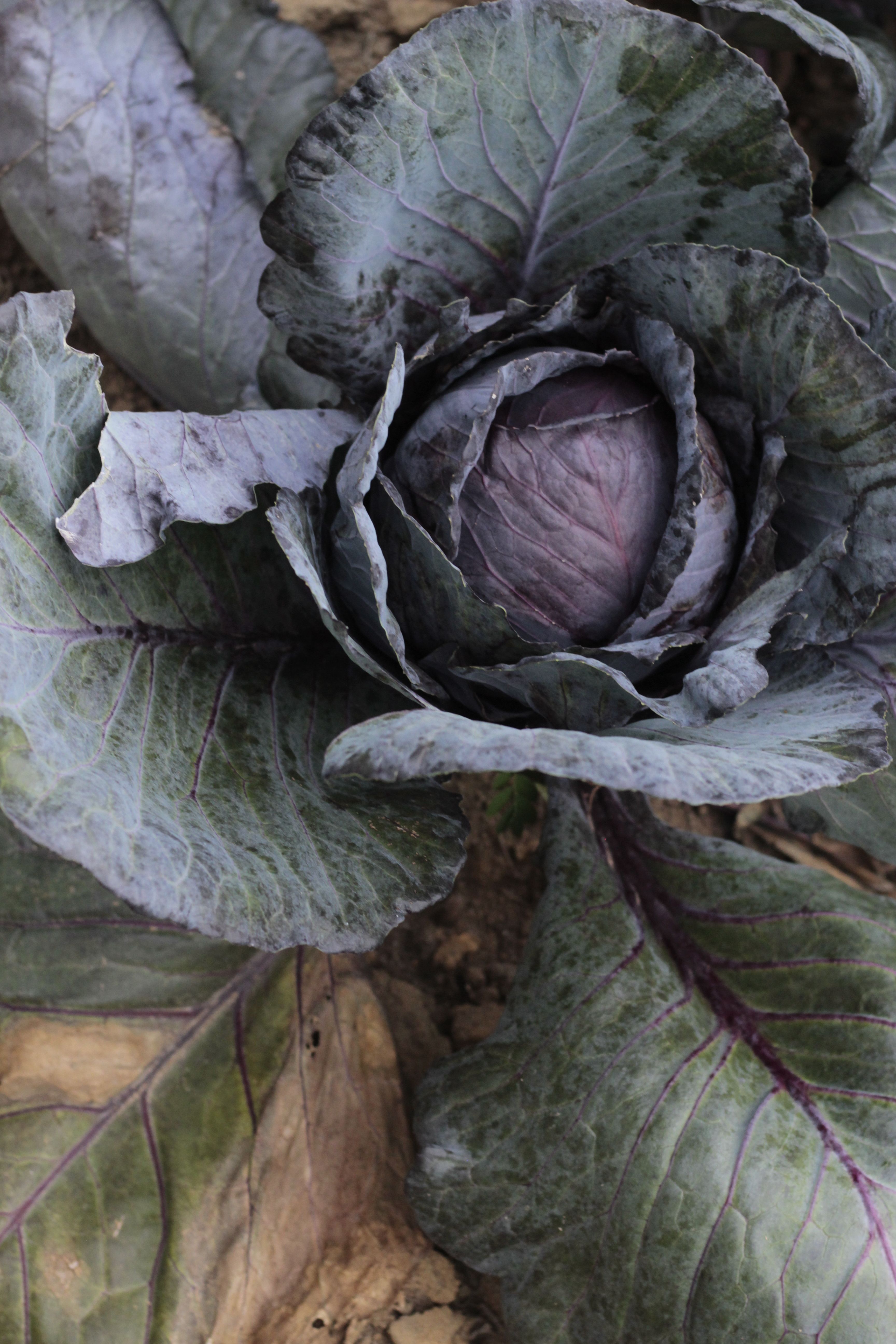 Close-Up Shot of a Cabbage · Free Stock Photo