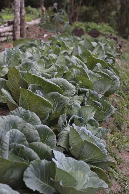 Free Green Cabbage Leaves in Garden Stock Photo