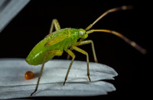Gratis Insecto Verde En La Parte Superior De La Hoja Foto de stock