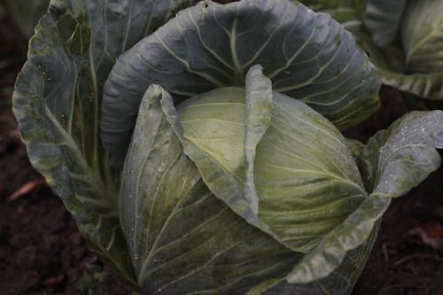 Free Close-Up Shot of a Cabbage Stock Photo