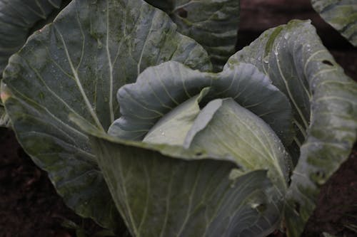 Free Close-Up Shot of a Fresh Cabbage With Water Droplets Stock Photo