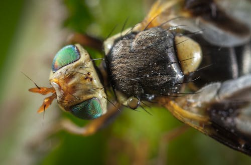Close-up Photo Of Fly