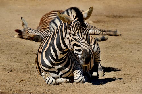 Two Zebras Lying on The Ground