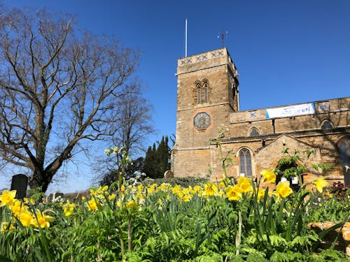 Free stock photo of church building in spring, daffodils, easter church