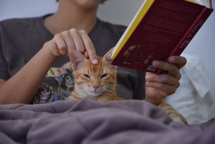 Person With Tabby Cat Sitting On Bed Holding A Book